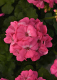 Geranium - Galaxy Pink