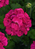 Geranium - Galaxy Purple