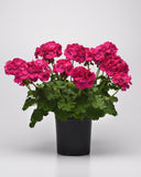 Geranium - Galaxy Purple
