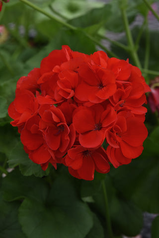 Geranium - Galaxy Red
