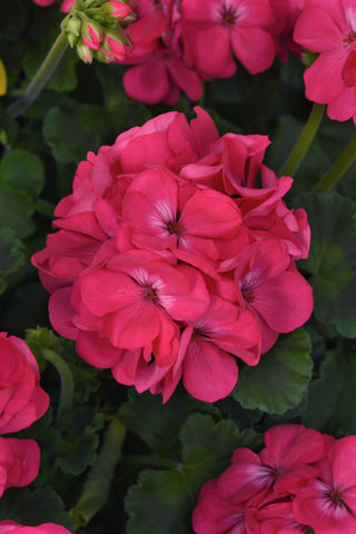 Geranium - Galaxy Watermelon