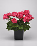 Geranium - Galaxy Watermelon