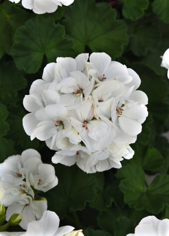 Geranium - Galaxy White