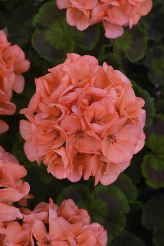 Geranium - Galaxy Salmon
