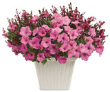 Petunia - Supertunia Vista Bubblegum