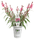 Gaura - Karalee Petite Pink