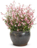 Gaura - Karalee Petite Pink