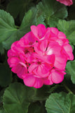 Geranium - Rocky Mountain Deep Rose