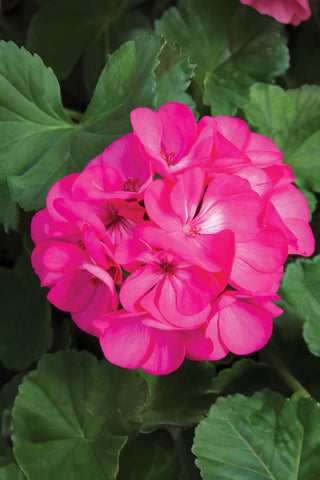 Geranium - Rocky Mountain Deep Rose