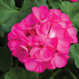 Geranium - Rocky Mountain Deep Rose