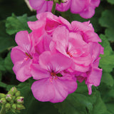 Geranium - Rocky Mountain Lavender