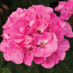 Geranium - Tango Deep Pink