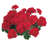 Geranium - Tango Deep Red