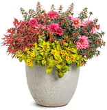 Dahlia - Virtuoso Pinkerific