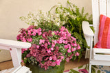 Gaura - Stratosphere White