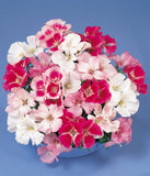 Godetia - Satin Mix