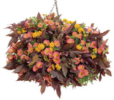 Petunia - Supertunia Persimmon