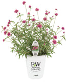 Gomphrena - Truffula Pink