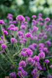 Gomphrena - Truffula Pink