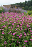 Gomphrena - Truffula Pink