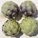 Artichoke