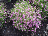 Gypsophila - Gypsy Deep Rose