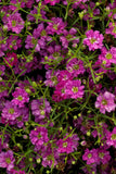 Gypsophila - Gypsy Deep Rose