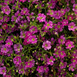 Gypsophila - Gypsy Deep Rose