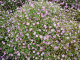Gypsophila - Gypsy Deep Rose