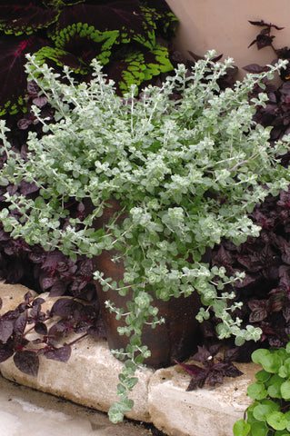 Helichrysum - Silver Licorice