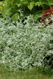 Helichrysum - Silver Licorice