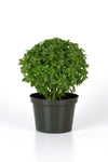 Basil - Bonsai