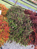 Coleus - FlameThrower Chili Pepper