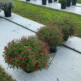 Bidens - Bee Pink Buzz