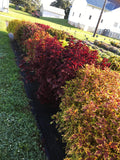 Coleus - Main Street Beale Street