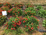Gaillardia - SpinTop Red