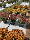 Rudbeckia - Sunbeckia Graffiti Cherry