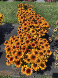 Rudbeckia - Sunbeckia Sarah