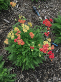 Achillea millefolium - Skysail Fire