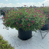 Bidens - Bee Pink Buzz