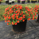 Calibrachoa - MiniFamour Neo Deep Orange