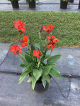 Canna Lily - Cannova Scarlet