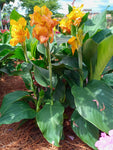 Canna - Gold Leopard