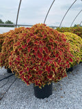 Coleus - Copperhead