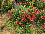 Gaillardia - SpinTop Red