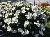 Impatiens - SunPatiens Compact Classic White