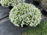 Lobularia - Easy Breezy White