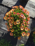 Osteospermum - Sunshine Beauty