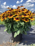 Rudbeckia - Sunbeckia Sarah