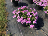 Verbena - Vanessa Purple Bicolor